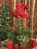 Brilliant Red Holiday Amaryllis